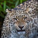 slides/_MG_4700.jpg wildlife, feline, big cat, cat, predator, fur, spot, persian, leopard, eye, fang WBCS14 - Persian Leopard